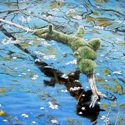 Wassermoos WasserMoos ©Detlef Gloede